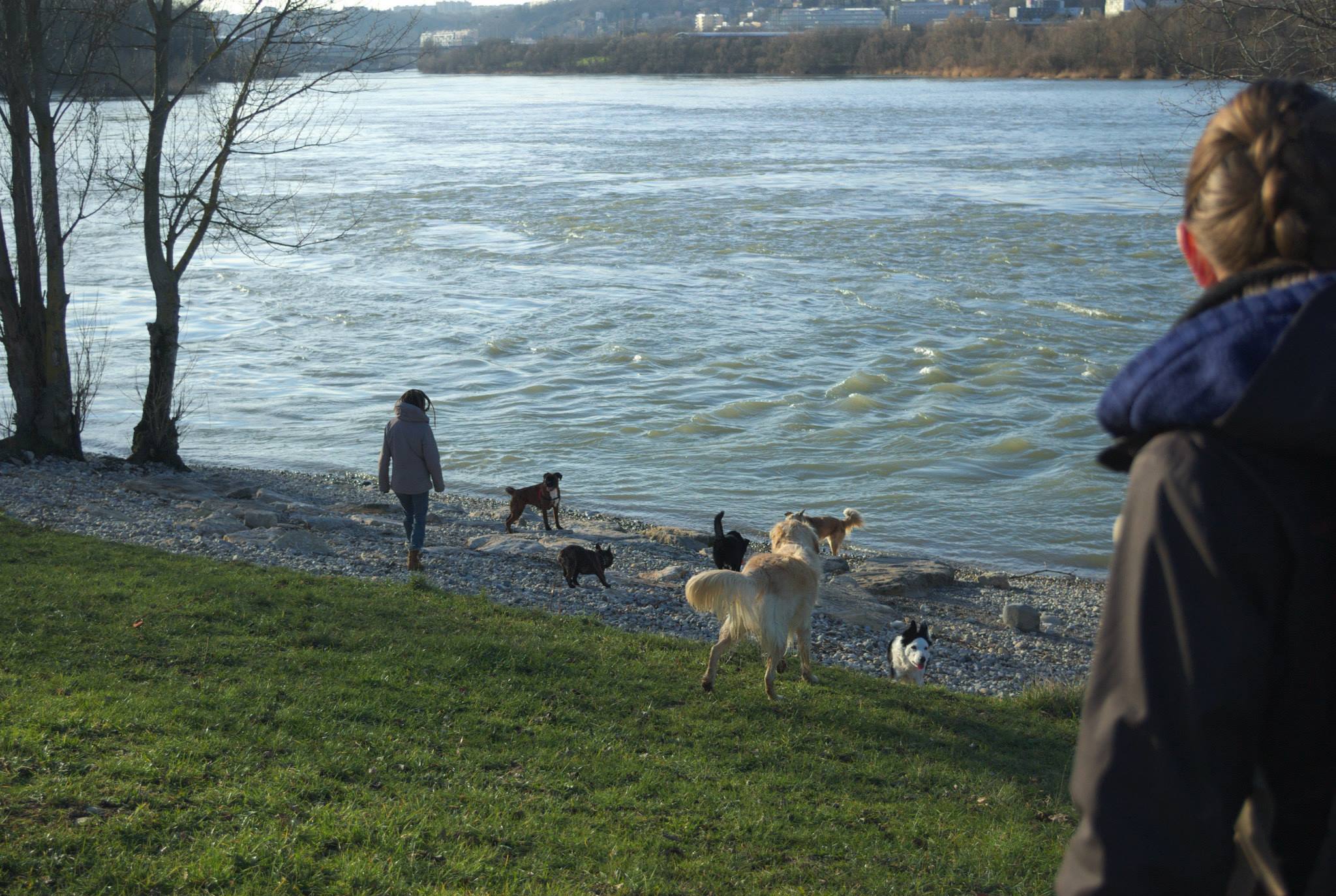 éducation et dressage de chiens Savoie